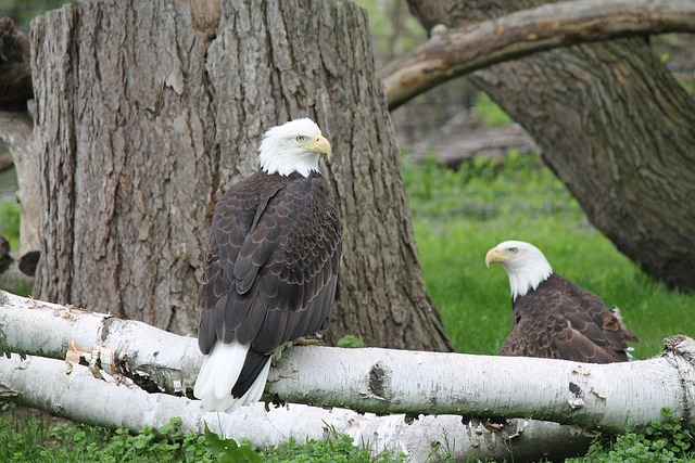 Águila, Pájaro, Raptor, Águila Calva