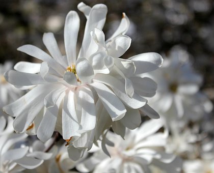 Magnolie, Blüte, Weiß, Blume