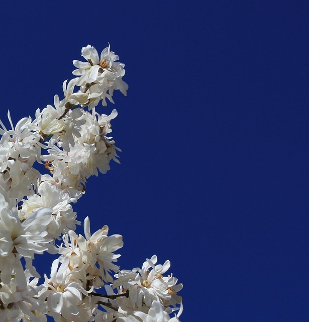 Magnolie, Baum, Weiß, Blume, Frühling