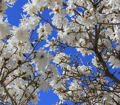Magnolie, Baum, Weiß, Blauer Himmel