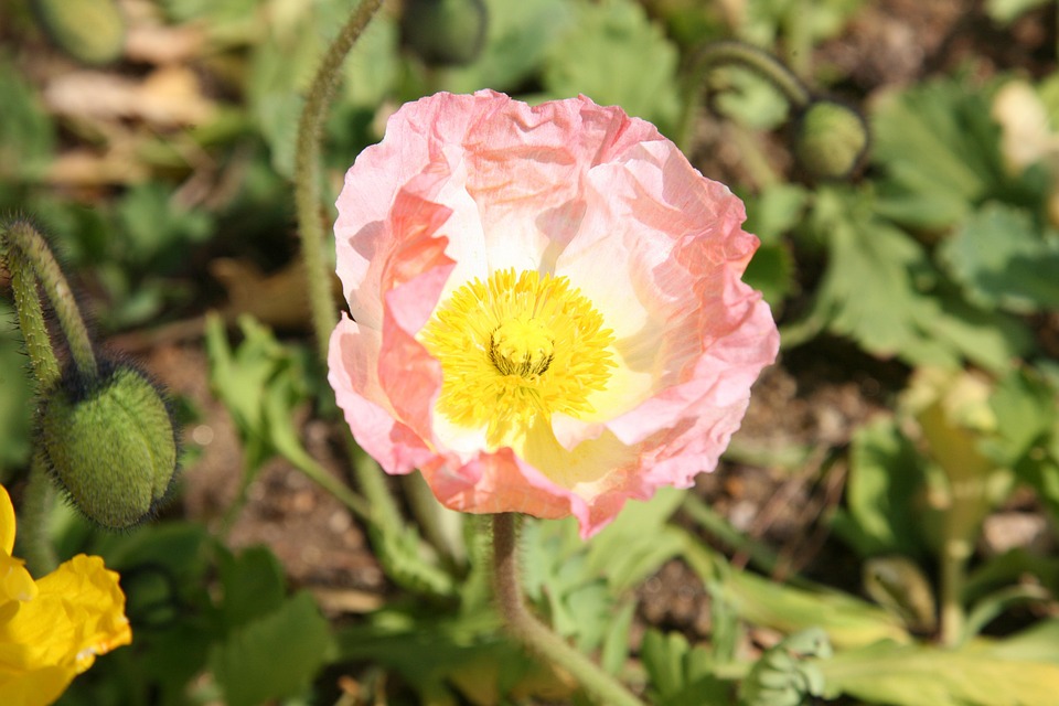 Poppy Spring Nature - Free photo on Pixabay