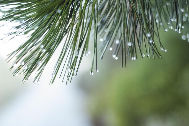Free Raindrop Wet photo and picture