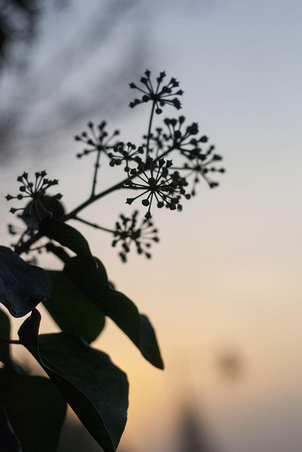 Free Nature Plant photo and picture