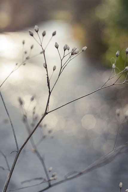 Free Flow Water photo and picture