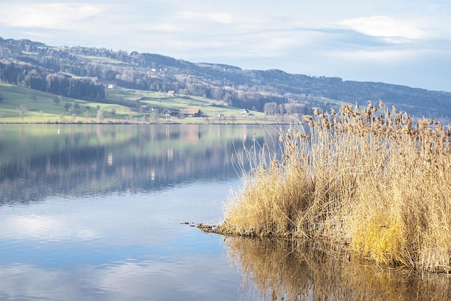 Free Lake Water photo and picture