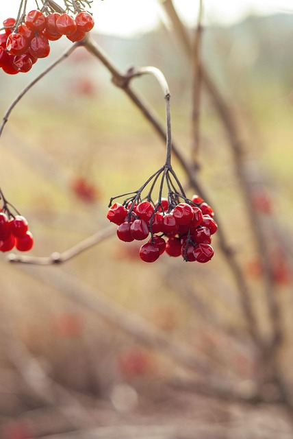 Free Berry Fall photo and picture