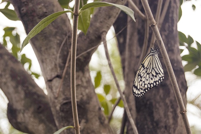 Free White Tree Nymph photo and picture