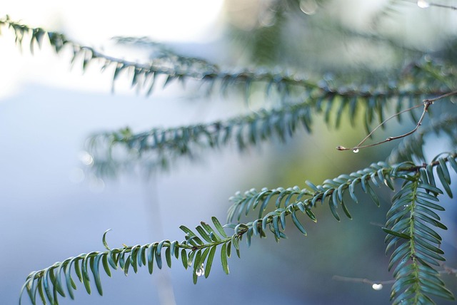 Free Fir Tree Drops photo and picture
