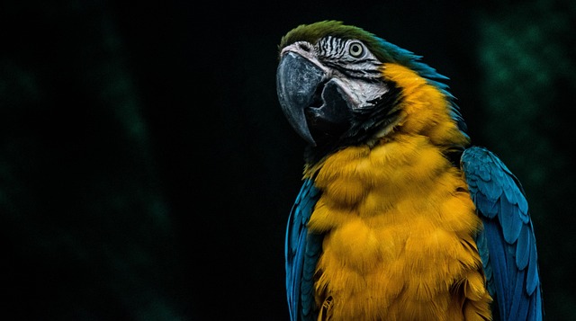 Papegaaien Ara, Vogel, Papegaai, Natuur