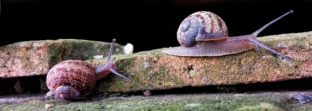 Free Snail Nature photo and picture