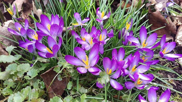Free Crocus Spring photo and picture