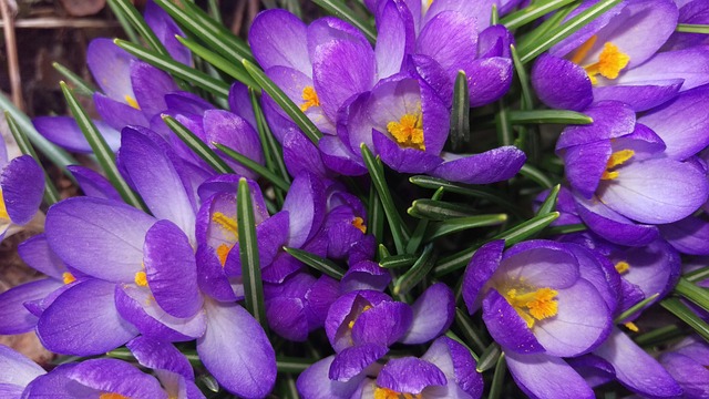 Free Crocus Perennial photo and picture
