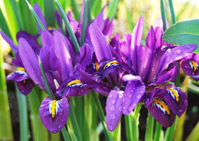 Free Iris Raindrop photo and picture