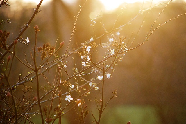 Free Sun Eve photo and picture