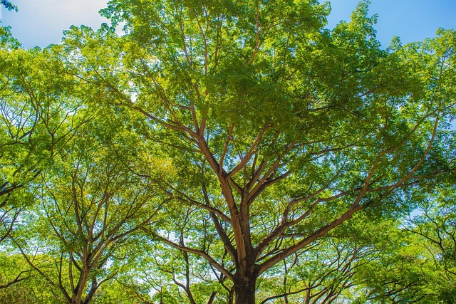 Free Tree Green photo and picture