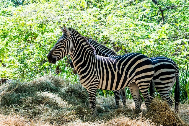 Free Zebra Stripes photo and picture