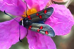 zygène, cistus, nature