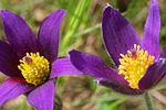 pulsatille, flower, nature