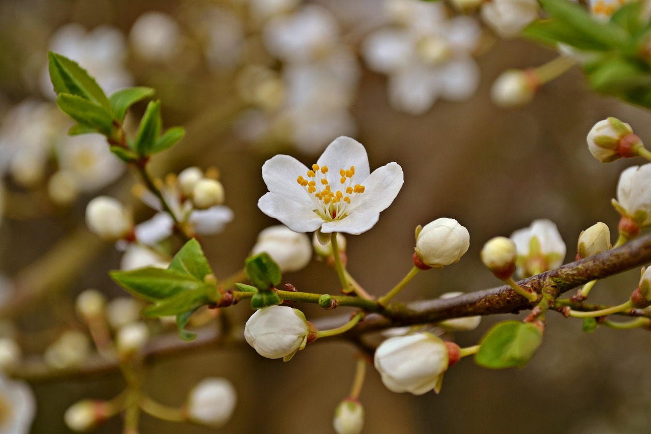 ブロッサム 春 梅の花 Pixabayの無料写真