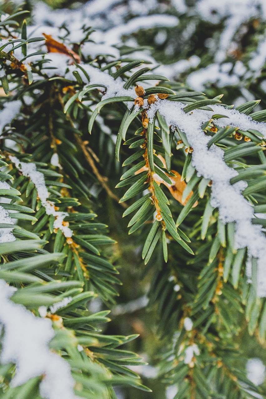 Needles Pine Winter - Free photo on Pixabay - Pixabay