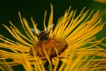 bee, jo boonstra, groningen