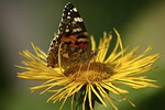 butterfly, jo boonstra, groningen