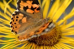 butterfly, flower, jo boonstra