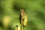 dragonfly, jo boonstra, groningen