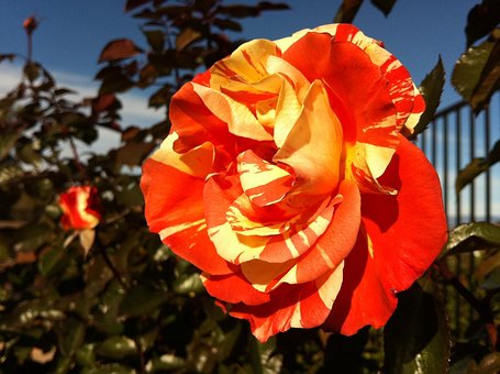 Free Rose Garden photo and picture