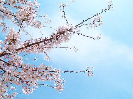 Kirsebærtræ, Kirsebær Blomster, Japan