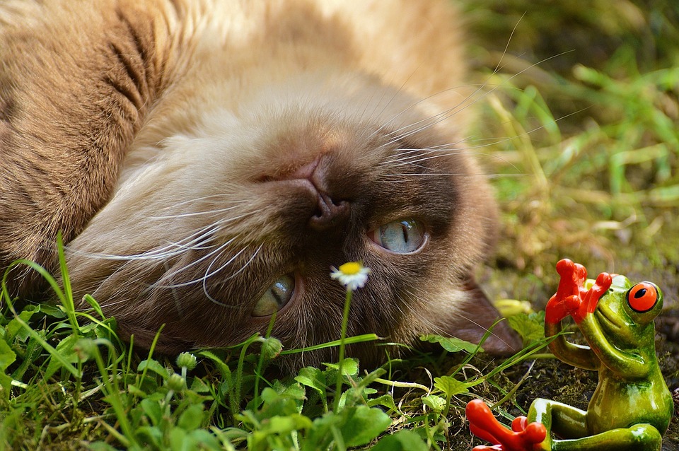 Cat Lurking Frog Free photo on Pixabay