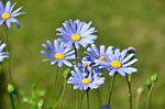 blue felicia daisy, flower, blossom