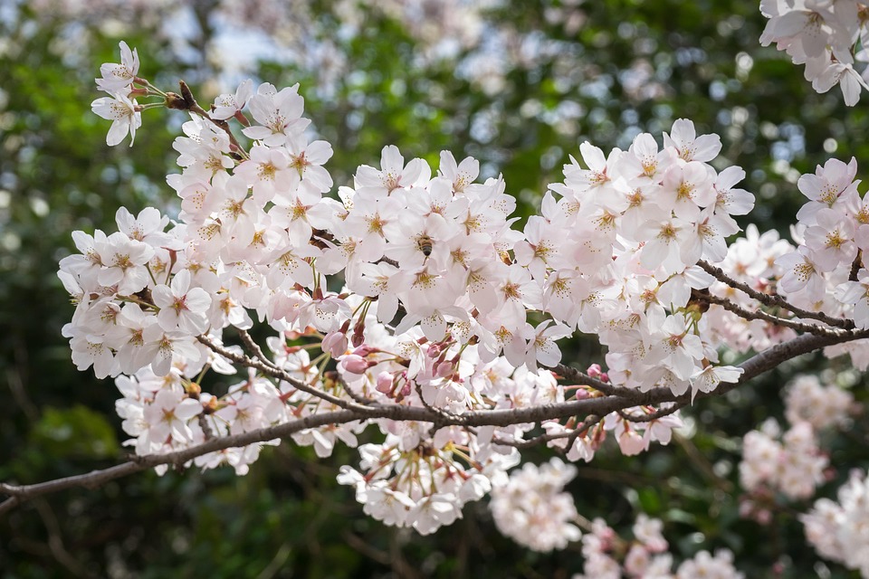 Not ebony cherry blossoms still that? With ebony cherry blossoms knows it