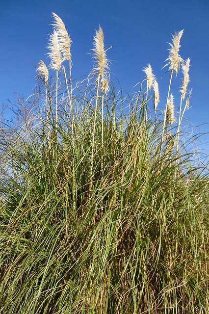 Busch, Pflanze, Draußen, Strand