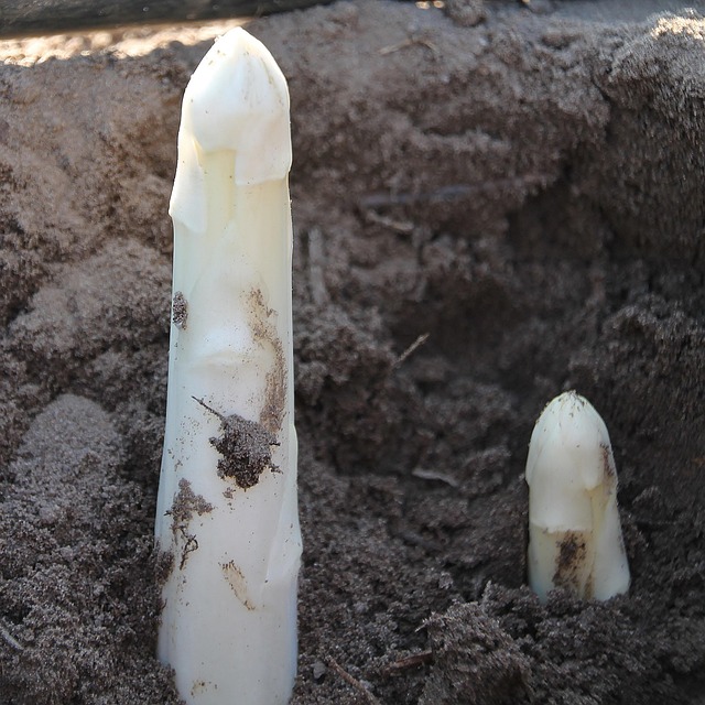 Free Asparagus Harvest photo and picture