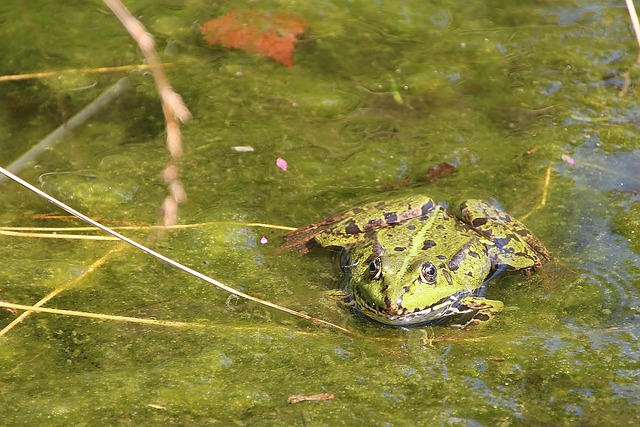 Free Frog Green photo and picture