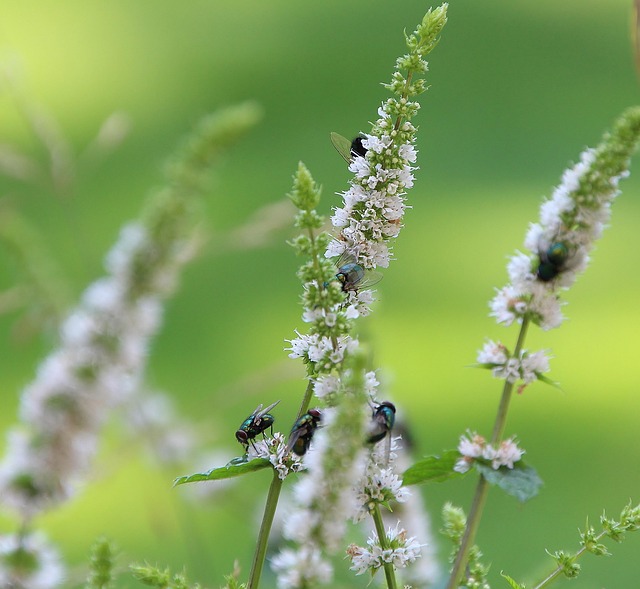 Free Flying Insects photo and picture
