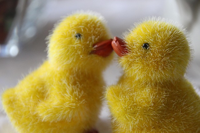 Free Easter Easter Chick photo and picture