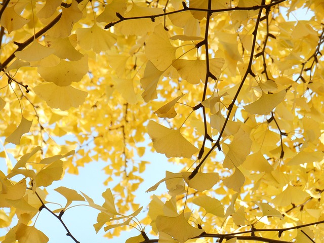 Free Yellow Leaves Autumn photo and picture
