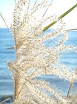 japanese silver grass, autumn, natural