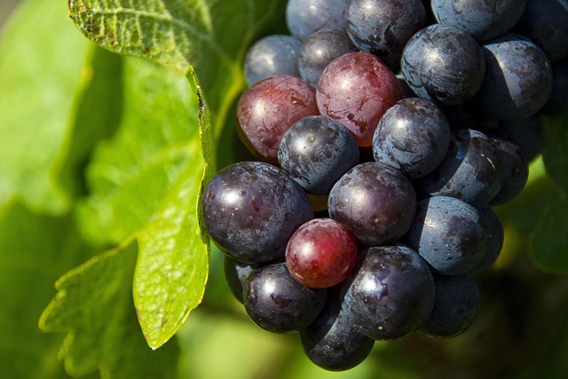 Free Grapes Nature photo and picture