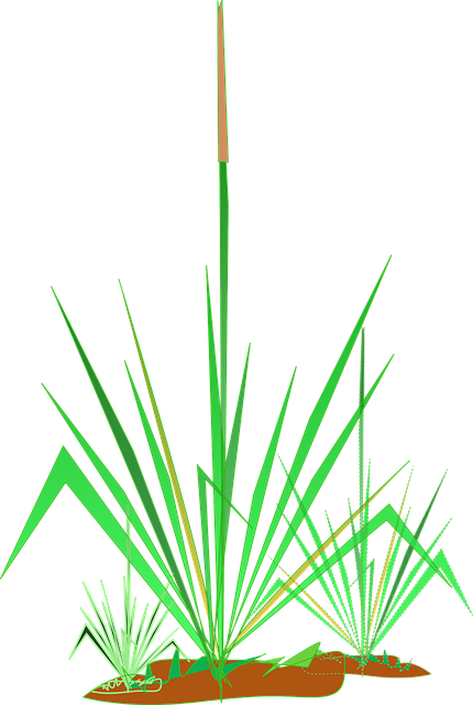 Free grasses pond plant illustration