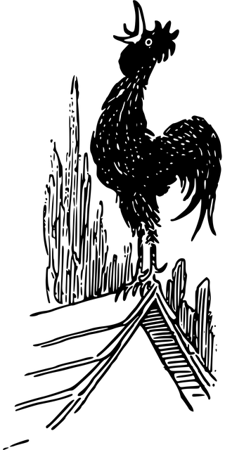 Dyr, Natur, Fugl, Sort, Chant, Ansigt