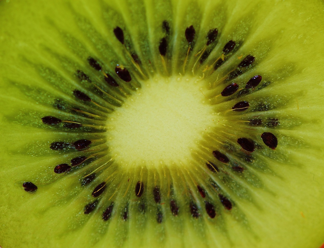 Kiwi - free online jigsaw puzzle photo