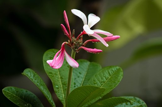 Plumeria, Flor, Tropical, Naturaleza