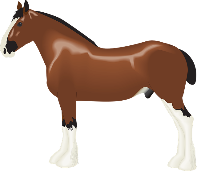 Free animal clydesdale nature illustration