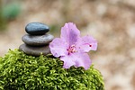 azalea, stone pile, stack