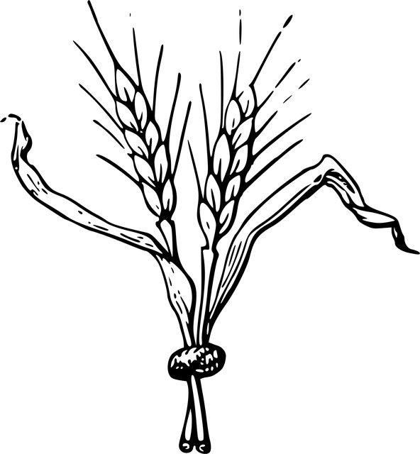Free barley british library drawing vector