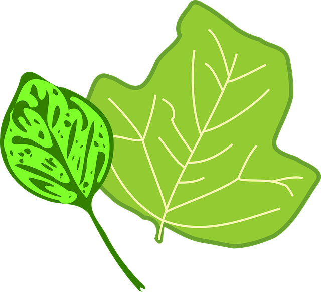Free foliage leaf nature vector