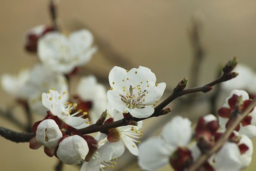 Free Apricot Blossom Branches photo and picture